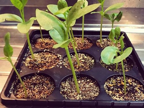 ツルムラサキの育て方 種まきや収穫の時期は プランター栽培もできる Greensnap グリーンスナップ ツルムラサキの育て方 種まきや収穫の時期は プランター栽培もできる Greensnap グリーンスナップ
