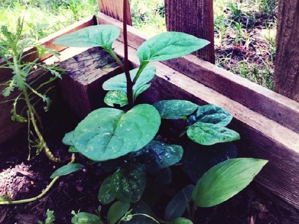 ツルムラサキ　株　地植え