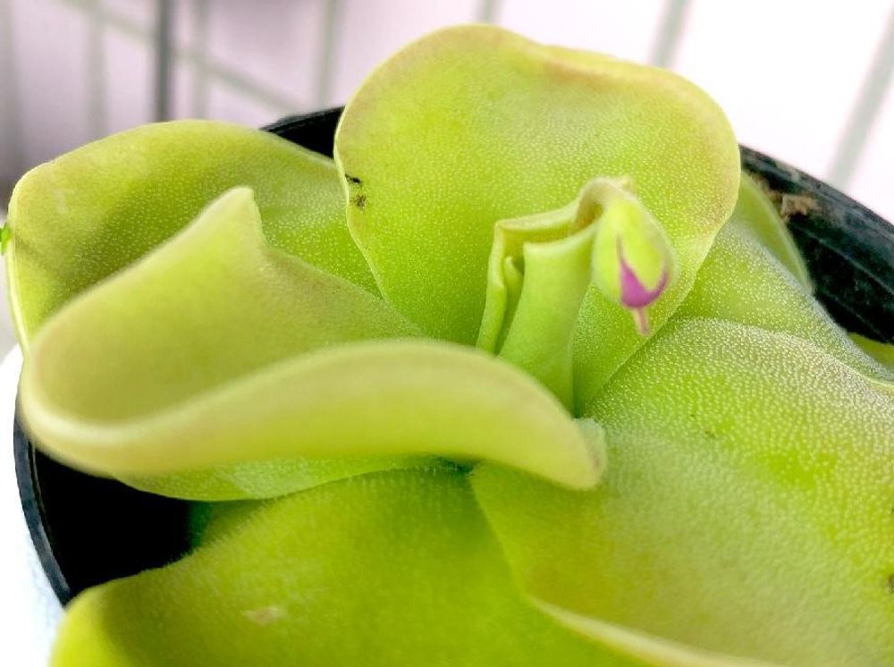 ムシトリスミレ　鉢植え　葉