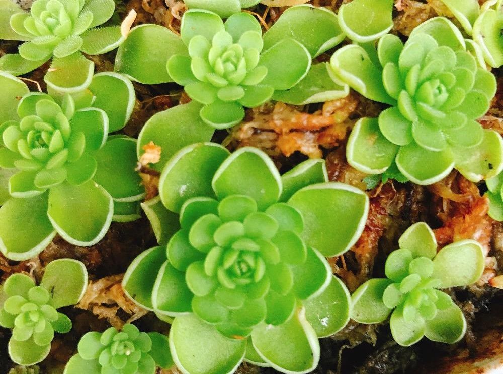 ムシトリスミレ　用土　