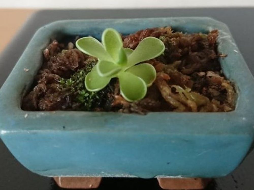 ムシトリスミレ　鉢植え　葉