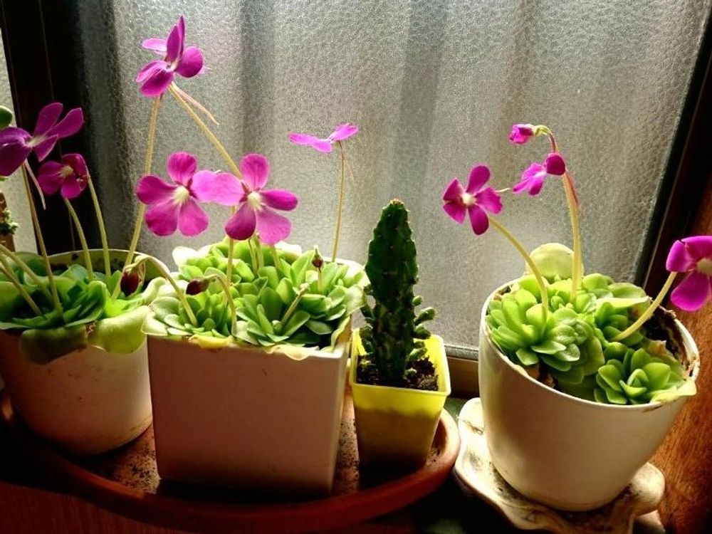 ムシトリスミレ　窓際　ピンク色の花