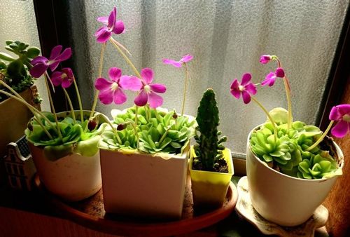 ムシトリスミレの育て方 植え替えの時期や増やし方は Greensnap グリーンスナップ