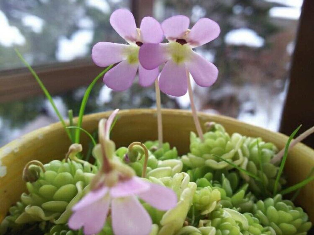 ムシトリスミレ　紫色の花　鉢植え