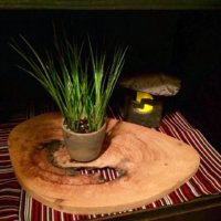 セキショウ(石菖)の育て方｜栽培適所や水やりのコツは？の画像
