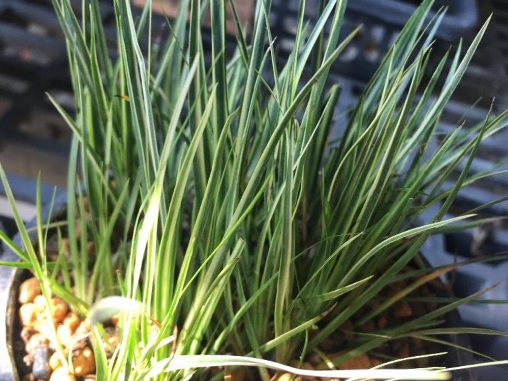 斑入りセキショウ（マサムネ）　鉢植え　葉