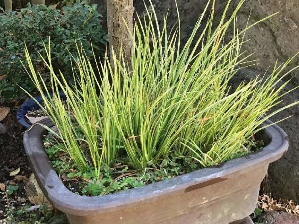 セキショウ(石菖)　プランター　株