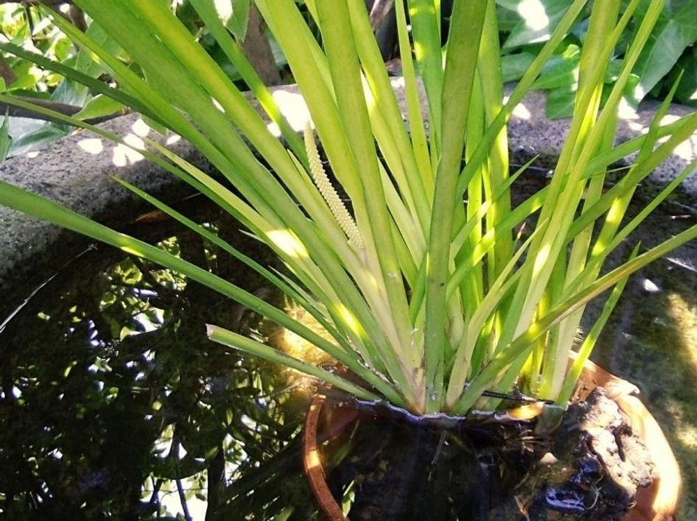 セキショウ(石菖)　鉢植え　水面