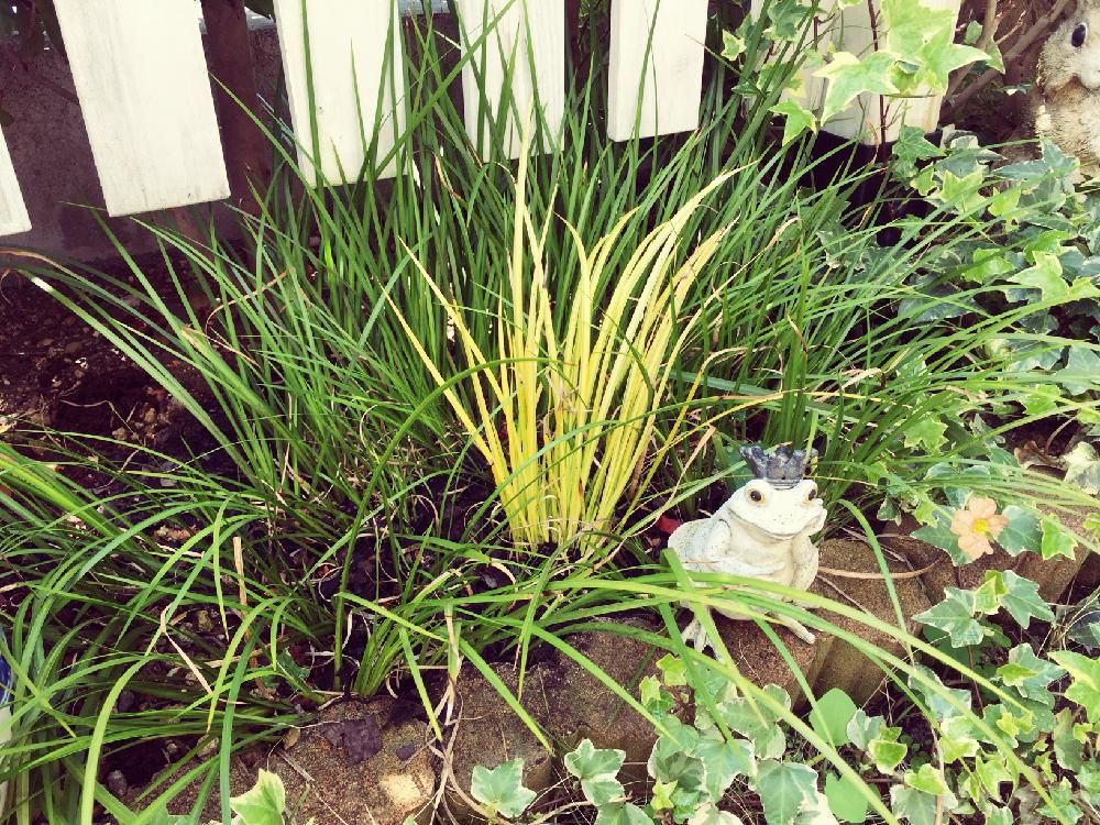 セキショウ(石菖)　庭