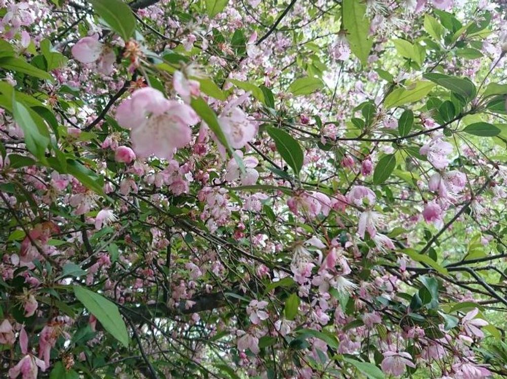 ハナカイドウ(花海堂)　ピンク色の花