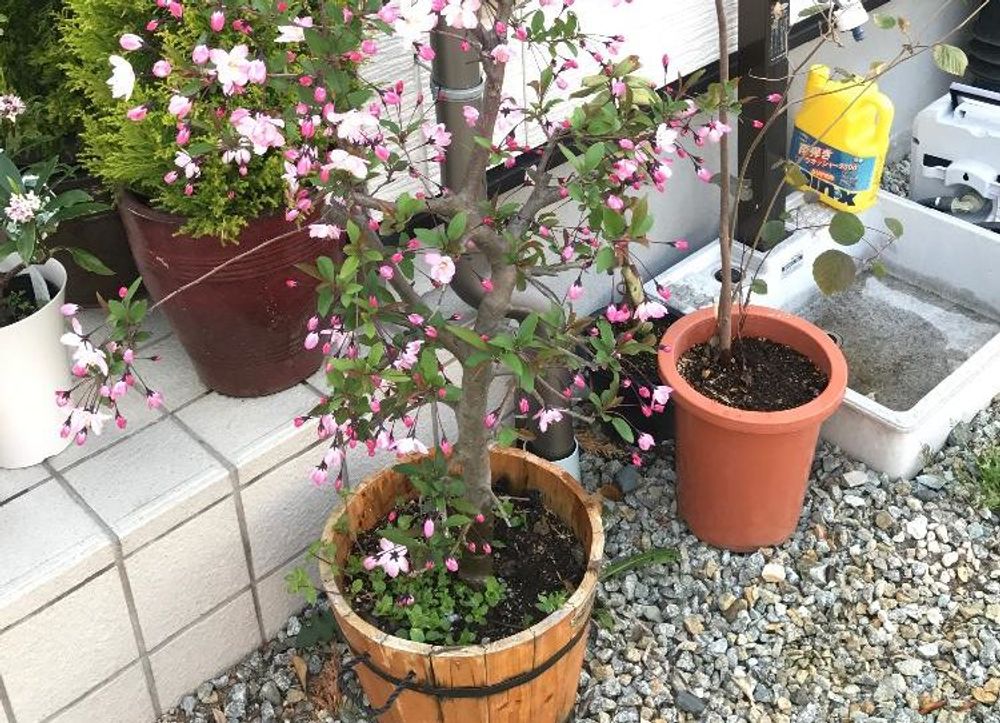 ハナカイドウ(花海堂)　鉢植え