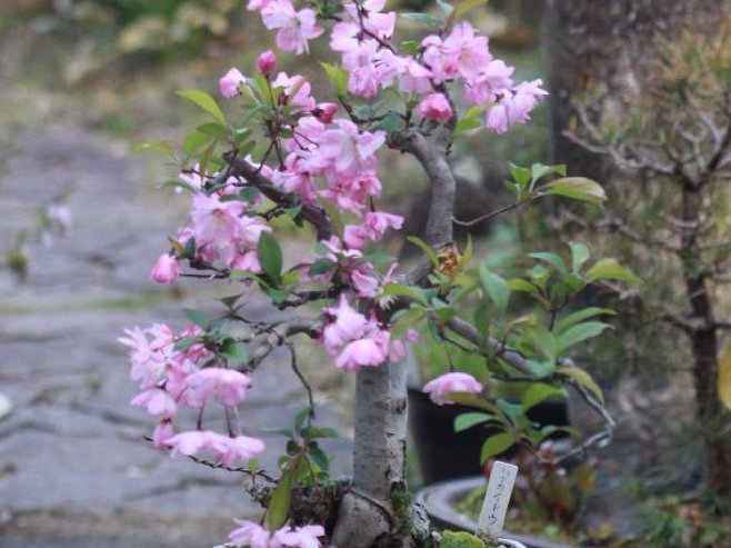 ハナカイドウ(花海堂)の育て方｜植え付けや植え替え時期、剪定方法は？｜🍀GreenSnap（グリーンスナップ）