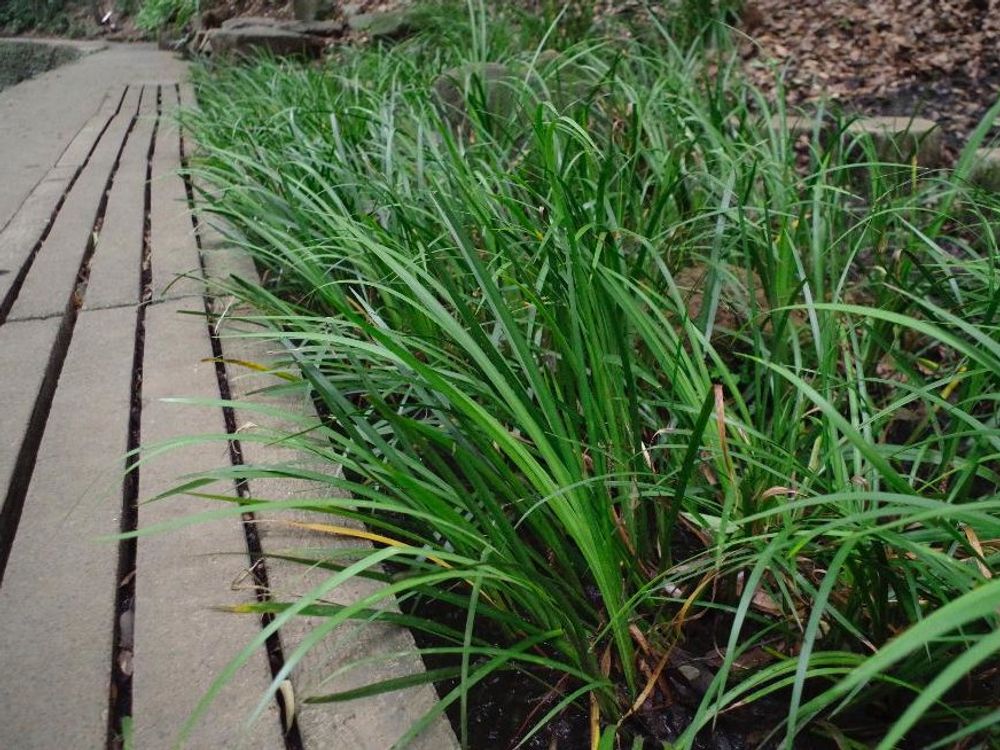 セキショウ(石菖)　遊歩道脇