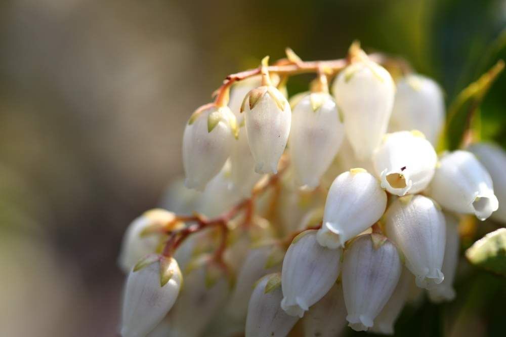 アセビ、Photo by とーちゃんさん