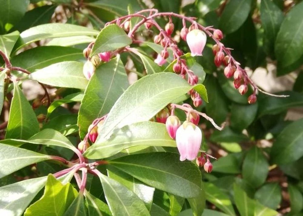 馬酔木(アセビ)　ピンク色の花