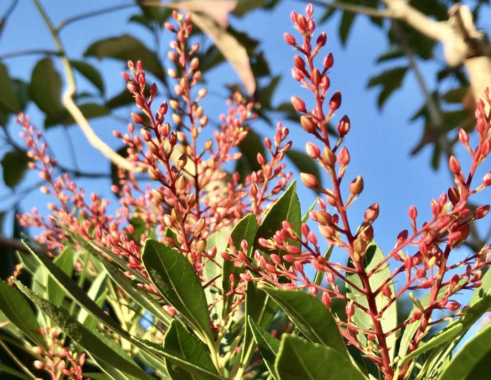 馬酔木(アセビ)　赤い