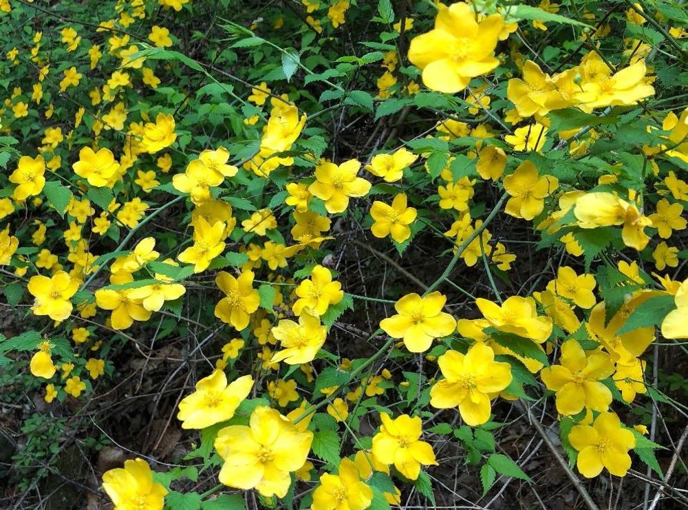 ヤマブキ(山吹)　黄色い花