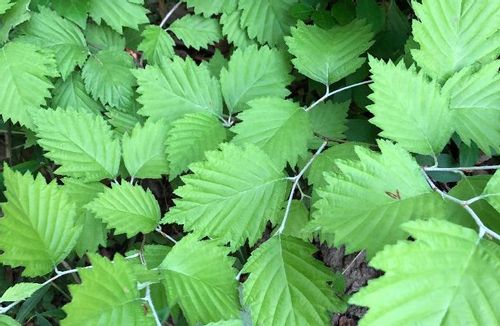 ヤマブキ 山吹 の育て方 植え付ける場所は 剪定の仕方は Greensnap グリーンスナップ