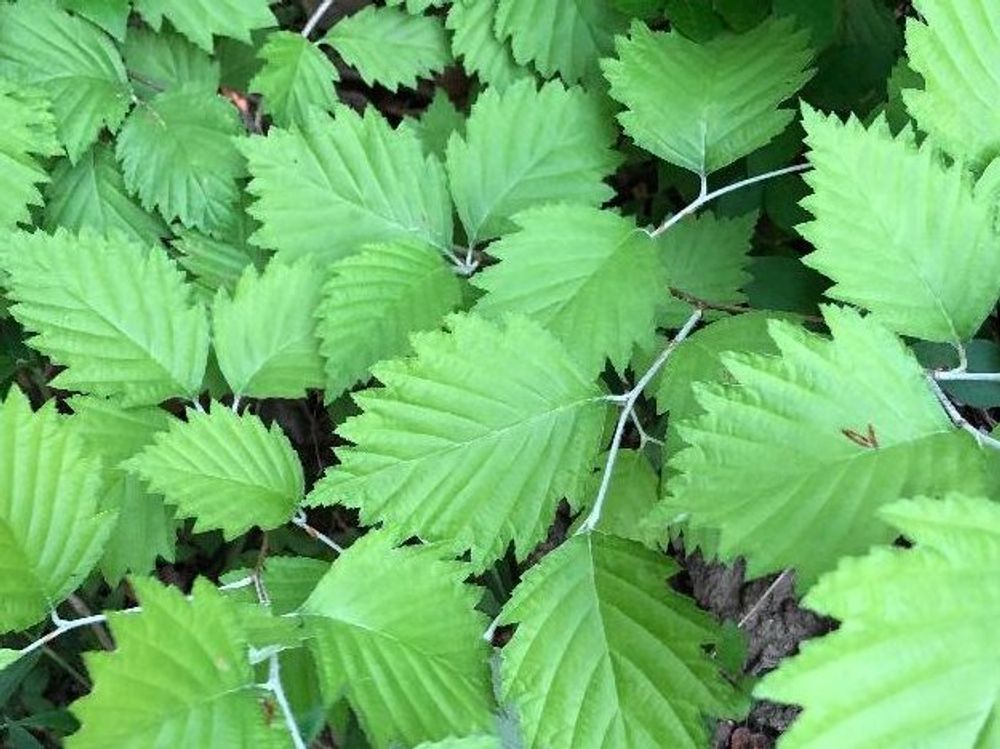 ヤマブキ(山吹)　葉