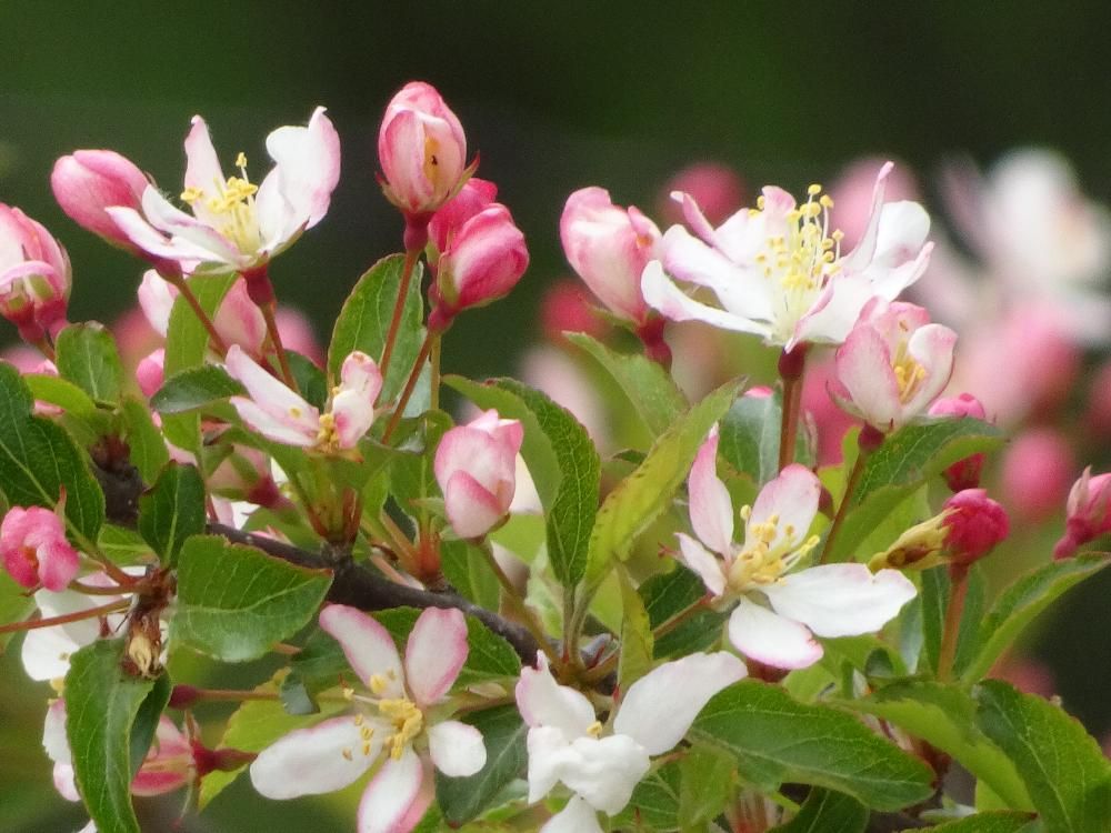 ハナカイドウ(花海堂)　紅白の花