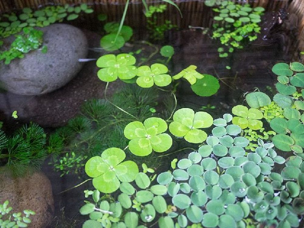 ウォータークローバー　水面　葉