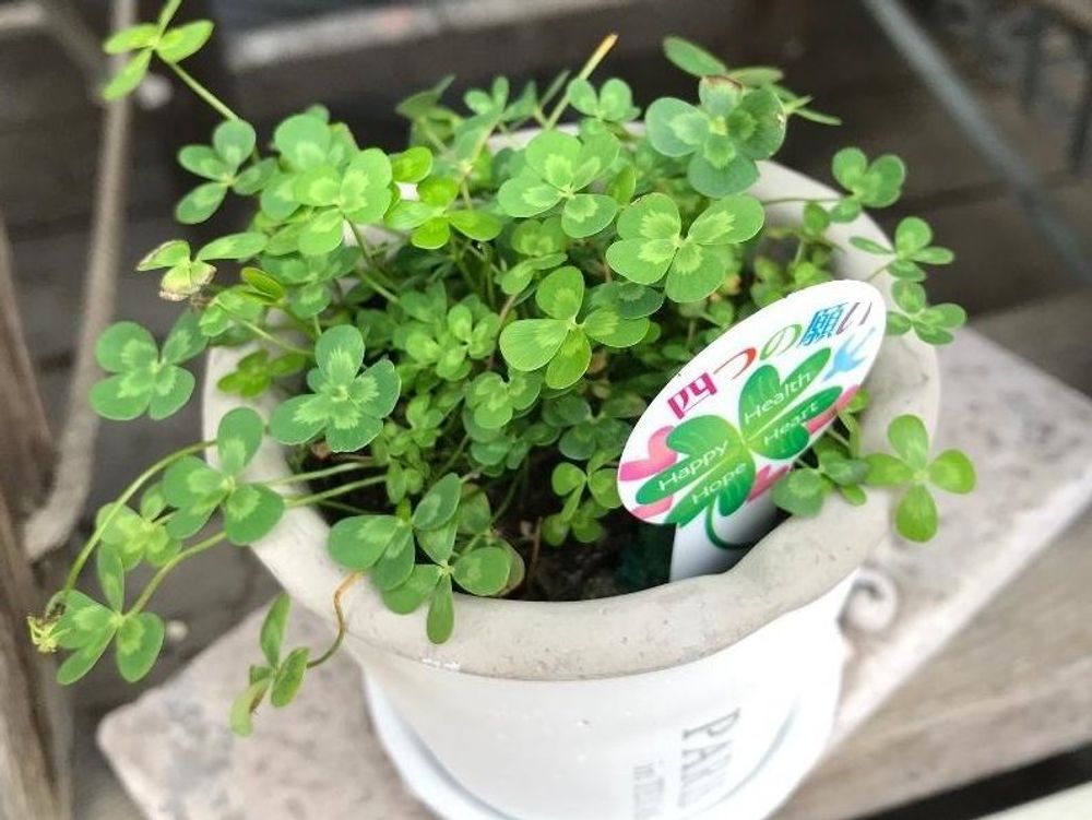 ウォータークローバー　鉢植え　葉