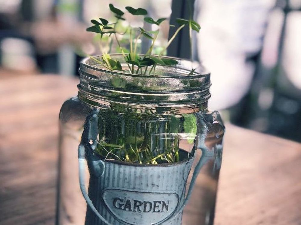 ウォータークローバー　ガラス瓶　