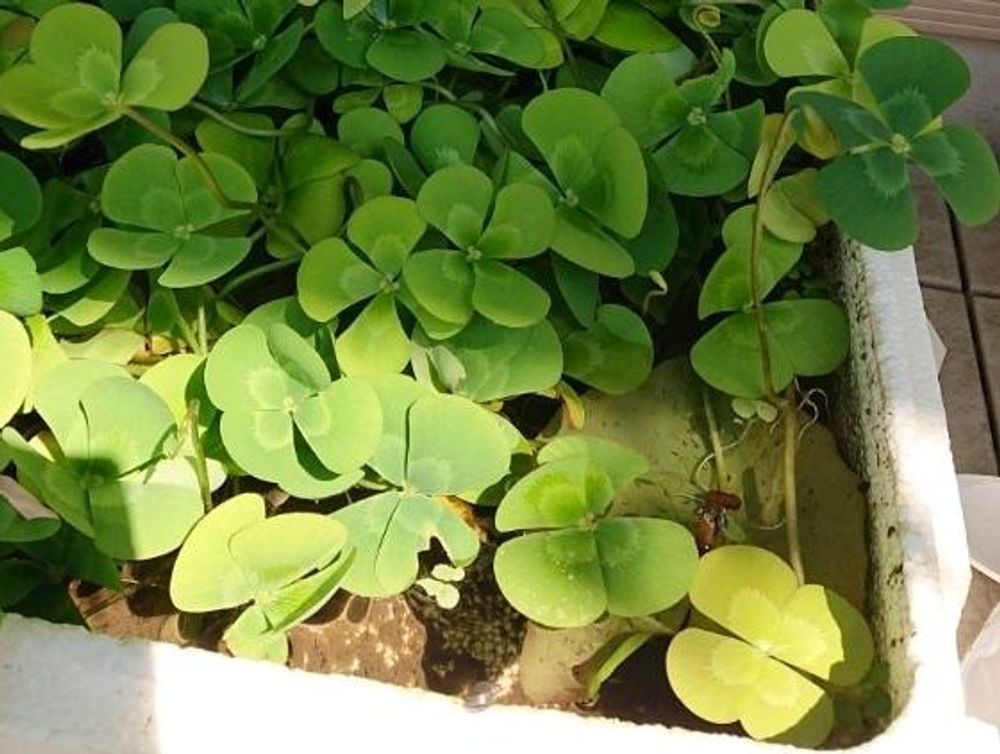 ウォータークローバー　プランター　葉