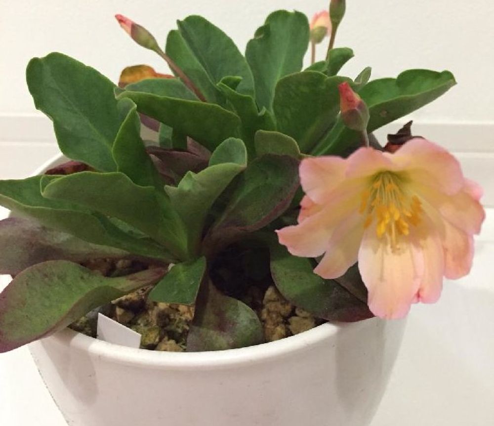 レウイシア・コチレドン、photo by やっちん