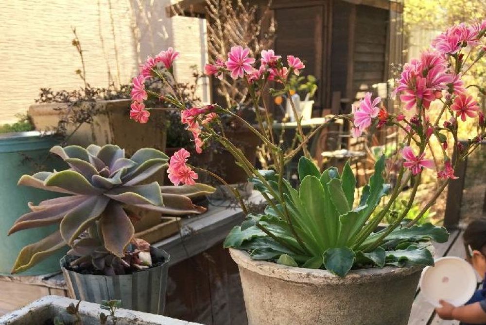 レウイシア・コチレドン、photo by R子 