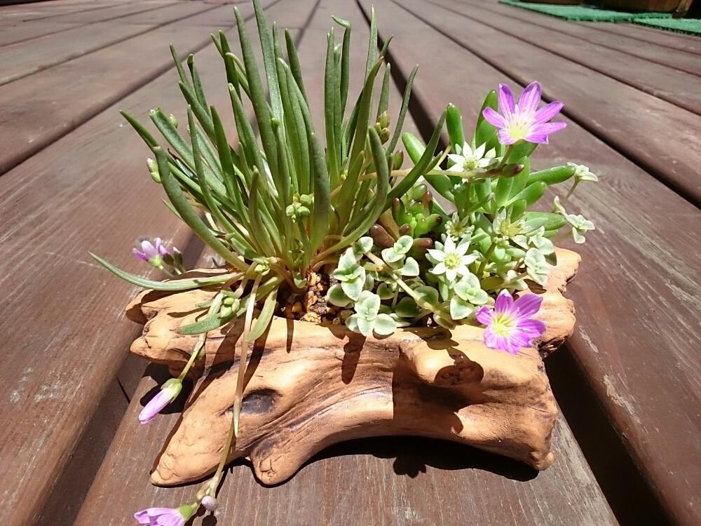 レウイシア・コチレドン、photo by  saku