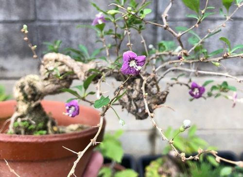クコの育て方 植え付けや実がなる時期は 種からも栽培できる グリーンスナップ