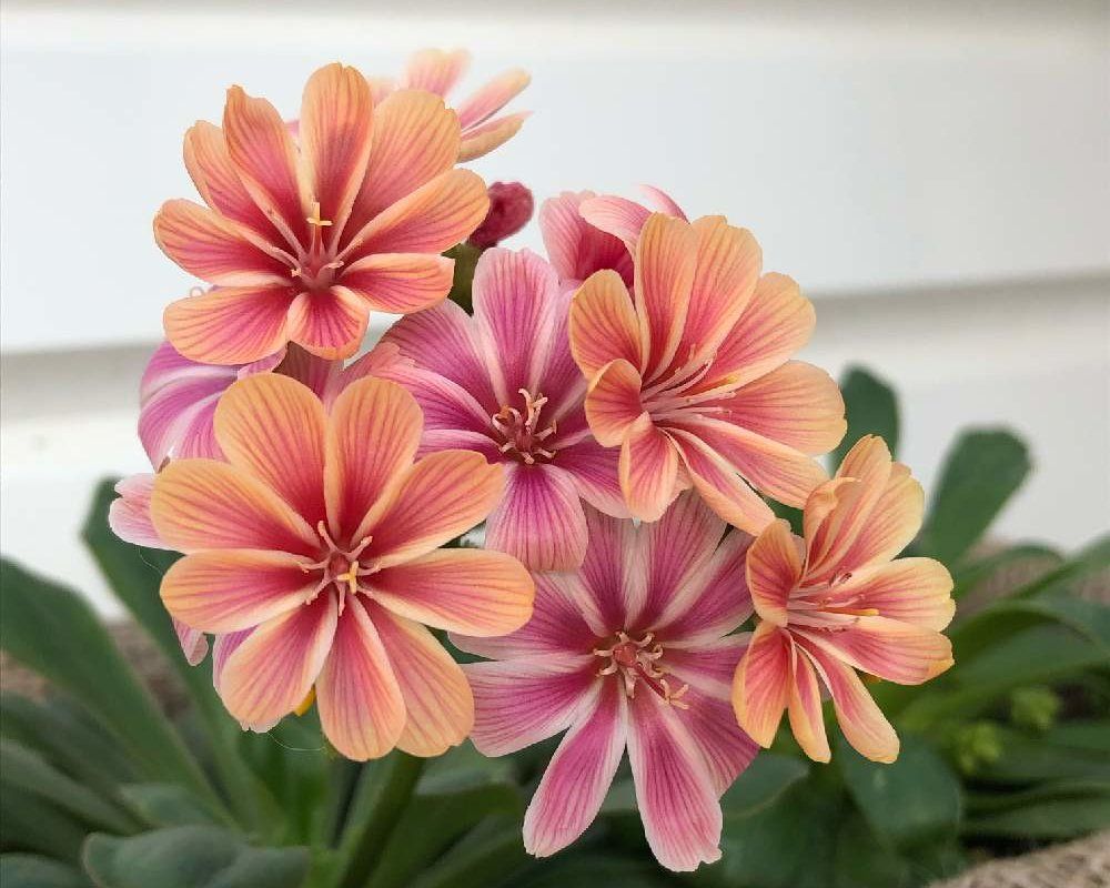 レウイシア・コチレドン、photo by まー