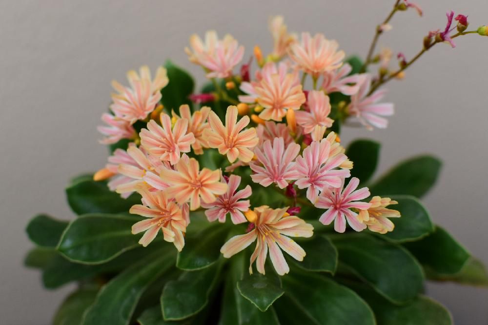 レウイシア・コチレドン、photo by kumi