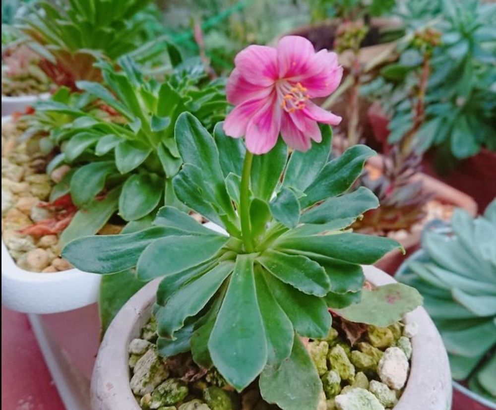 レウイシア・コチレドン、photo by miyuki*･☪·