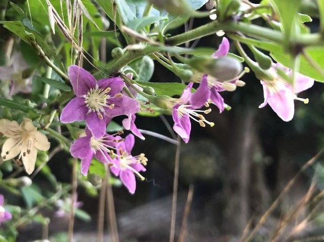 クコの育て方｜植え付けや実がなる時期は？種からも栽培できる