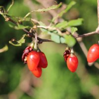 クコの育て方｜植え付けや実がなる時期は？種からも栽培できる？の画像