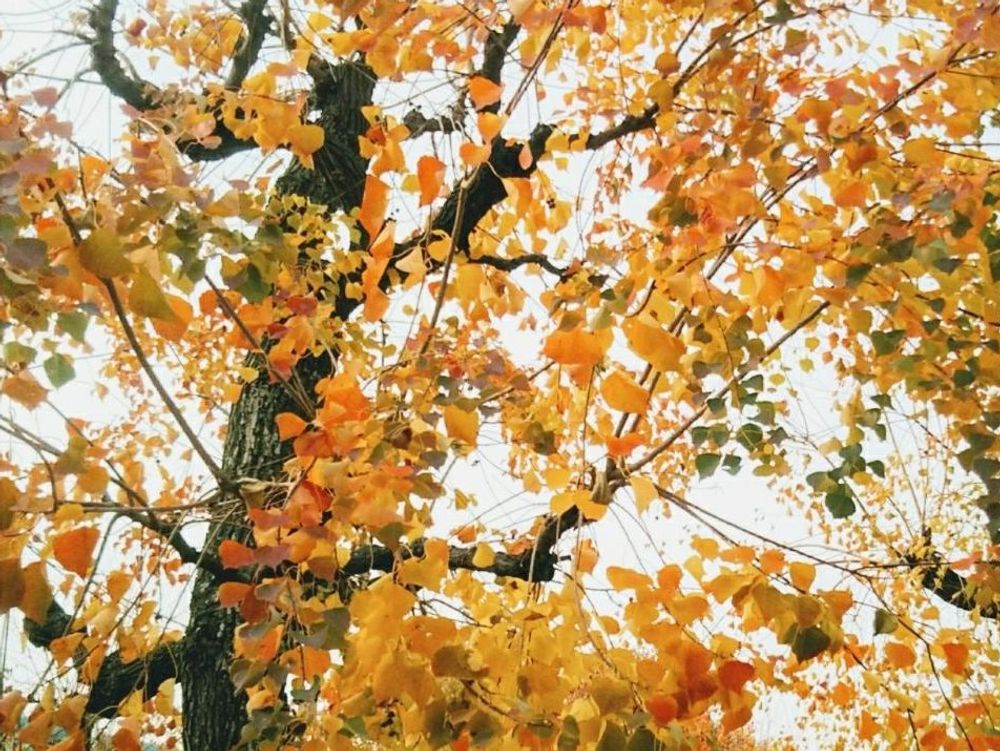 ナンキンハゼ　紅葉