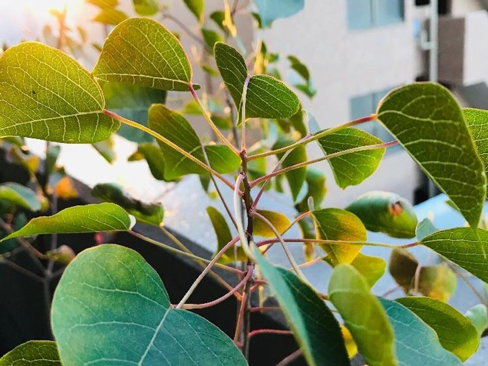 ナンキンハゼ　葉茎　日差し