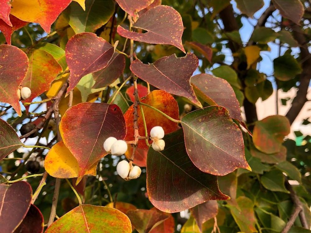 ナンキンハゼ　紅葉