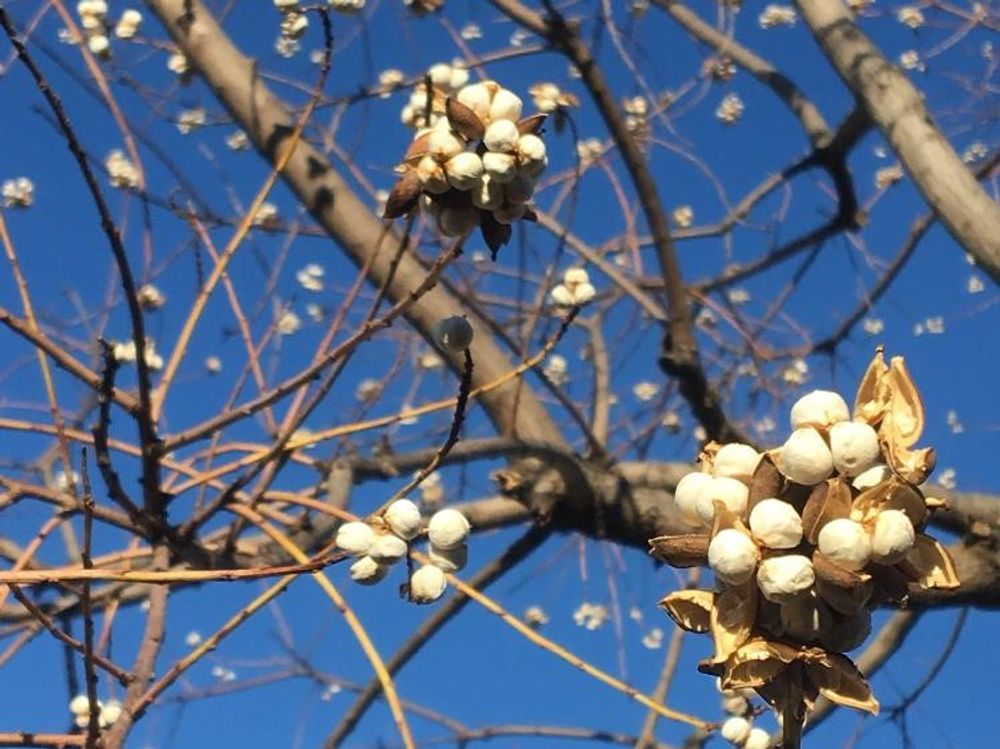 ナンキンハゼ　から