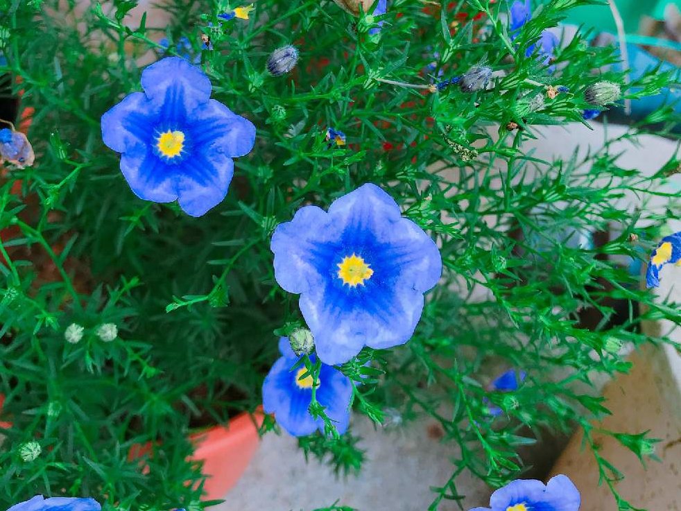 アメリカンブルー　青い花