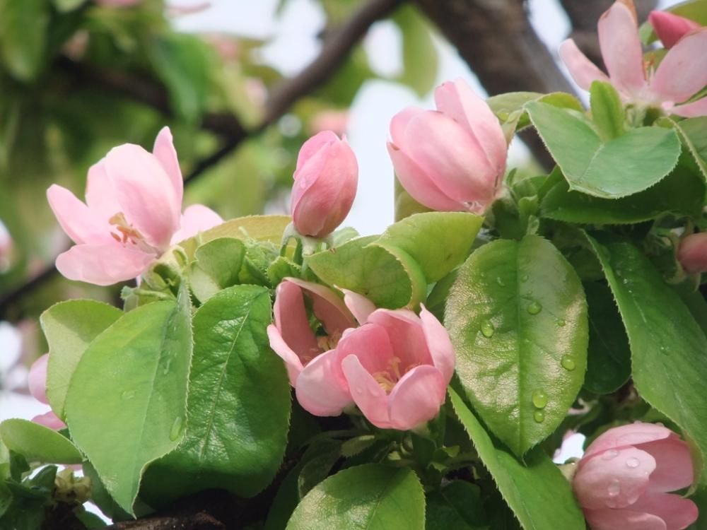 カリン　ピンク色の花
