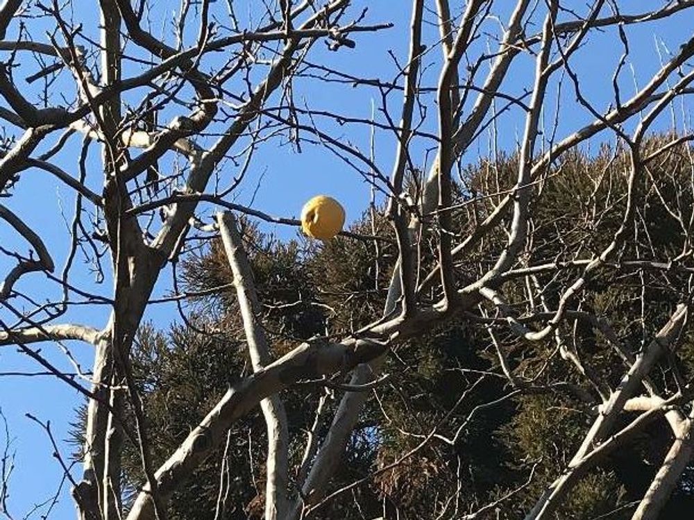 カリン　黄色い実　青空