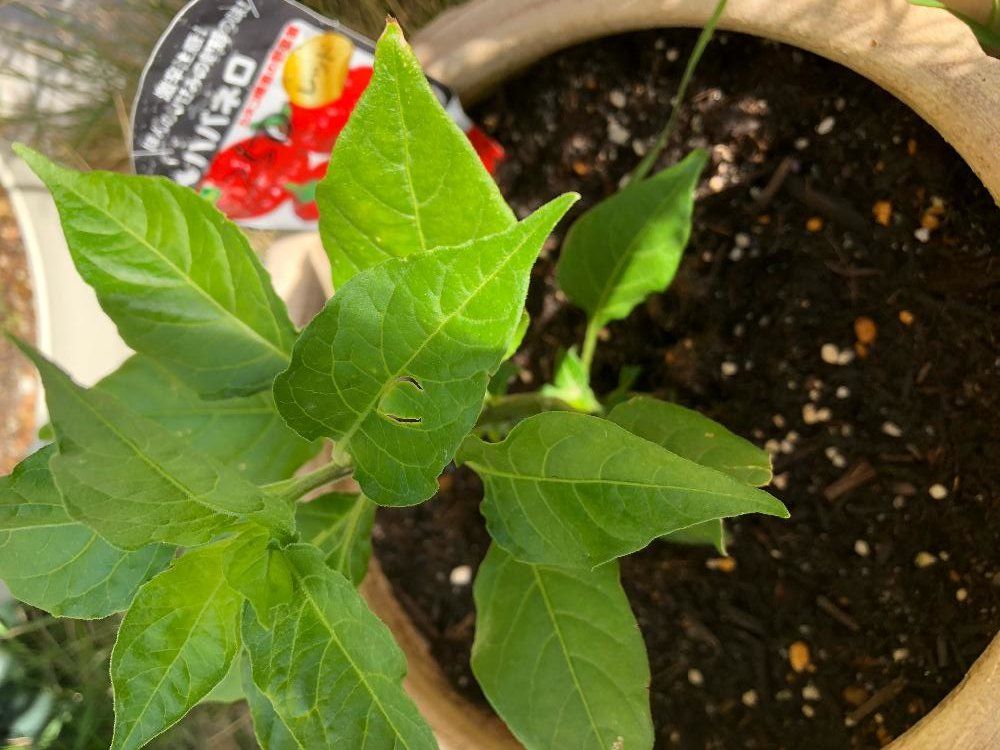 ハバネロ、Photo by かっこさん