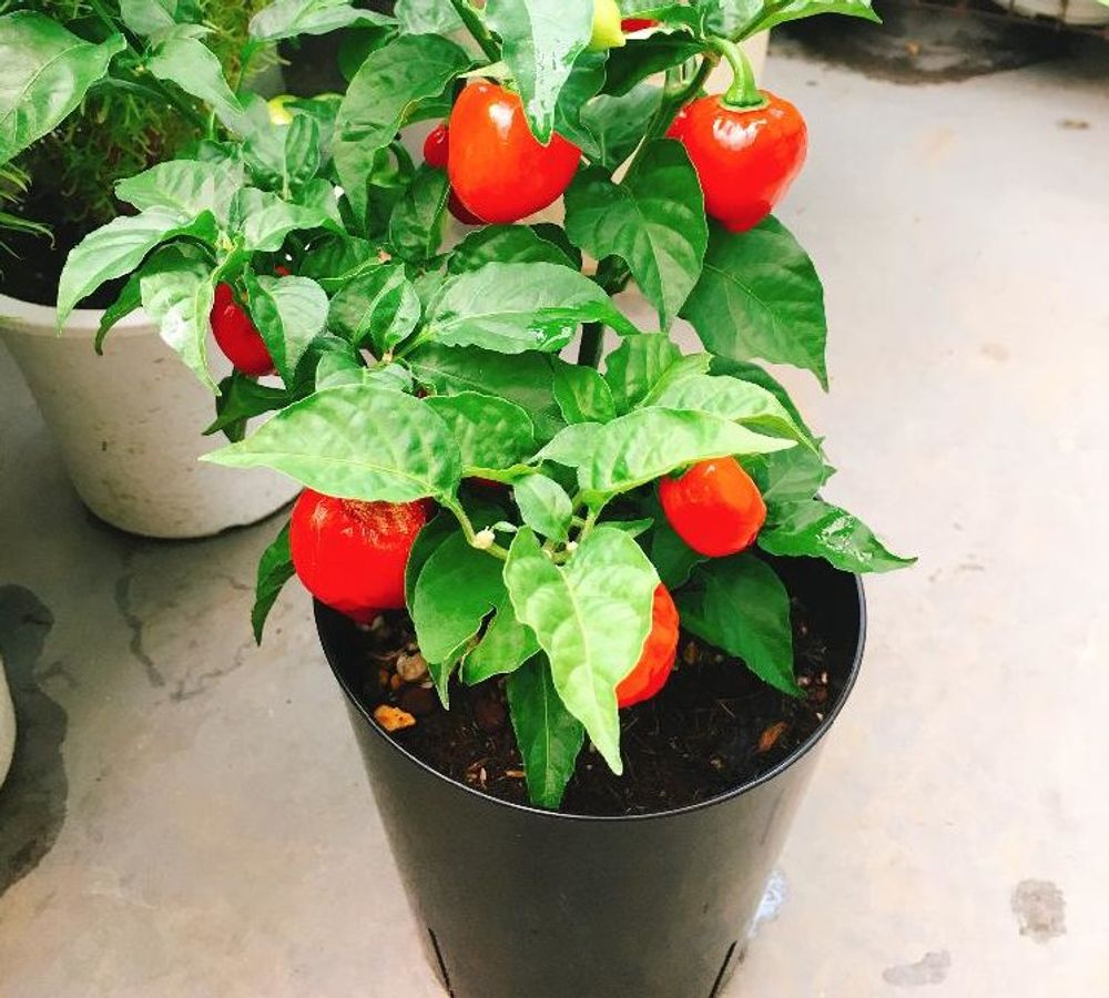 ハバネロ、Photo by boesukeさん