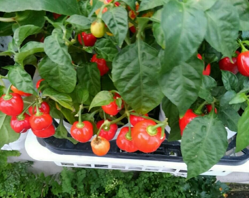 ハバネロ、Photo by カナさん