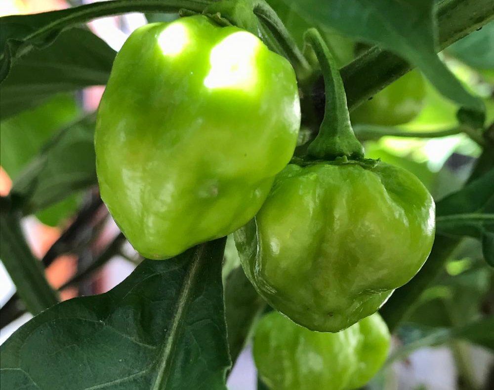 ハバネロ、Photo by guchaさん