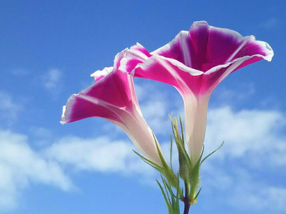 アサガオ(朝顔)　花　青空