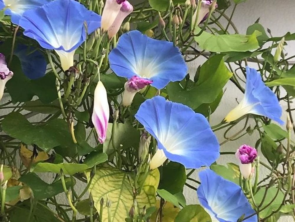 アサガオ(朝顔)　青い花